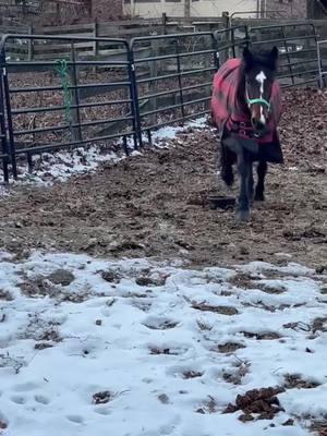 Georgie is a 5 year old pony sized mustang mare that we saved from a kill pen. We know nothing about her past but are getting to know her. She’s been staying at @Dutch’s Run Farm , our SNJ location, for 11 days now here’s how she’s doing: The weather’s been brutal, but I finally managed to get Georgie out and about for some much-needed exploration and grooming! She’s curious and brave, but still a little nervous. Every time we try to work on those feet, she shows off how good she is at picking them up… just not so much at standing still! Her patience is a work in progress, but we’re getting there. After our session up at the barn, I brought her back to her field, and she pranced around, looking so happy and learning she’s safe here. Every time she’d come back to check in with me—still proving my point that she really does love people. #horsesoftiktok #mustanghorsesoftiktok #horsetok #foryou #horsetrainingtiktok #mustanghorsesofinstagram #mustanghorse #horserescue 