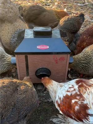 Kingsyard Chicken Feeders #kingsyard #kingsyardfeeder #chickenhacks #farmtips #chickenfeeders #chickenfeeder #feedsaver 