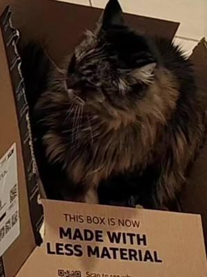 She is not "made with less material" #funny #cat #catsoftiktok #catinabox 