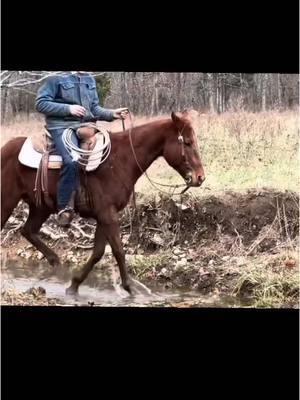 Mσσʂҽ is a 2018 AQHA sorrel gelding that stands 15.1 hands. He's a ranch horse deluxe and has done ALL aspect of ranch work. Roping, dragging cattle, sorting - you name it! He has the endurance to last all day and is happy doing it! He's no stranger to the arena and has all the potential to make a 1D-2D barrel horse. He's ready to build on his roping skills and get started out of the box also! Located in Mountain View, MO 𝘽𝙞𝙙𝙙𝙞𝙣𝙜 𝙚𝙣𝙙𝙨 𝙏𝙪𝙚𝙨𝙙𝙖𝙮 1/14 𝙖𝙩 7:15𝙥𝙢 𝘾𝙎𝙏. 👉 View all his details, video, pedigree, QData & bid [Links in Bio] . . . #cowponysales #cowpony  #ranchhorse #westernriding #horseforsale  #ranch   #westernhorse  #premierhorse #onlinehorsesale #trailhorse #ranchlife #ranching    #ranchversatility #familyhorse #versatility #barrelhorse #ranchgelding #aqha #ropegelding