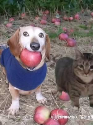 #meme #memes #appledog #oiacat #oiaoiacat #dogapple #foryoupage❤️❤️ 