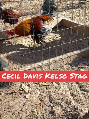 Pure Cecil Davis Kelso stag He’s on Point 👌💯🔥🔥 #gamefowl #gamefarm #chickens #rooster #explore #viral #fyp #roosters #gallo #gallos #backyardchickens #kelso 