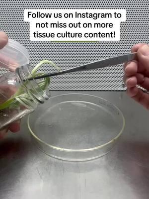 If the tiktok ban happens, we dont want to miss you! Lets get connected on IG and YT! 🍌 Why is subculturing your tissue culture plantlets crucial, especially for something as unique as a variegated banana? Subculturing isn’t just another step in tissue culture—it’s the lifeline that keeps your plantlets thriving.  For plants like a rare variegated banana, subculturing ensures optimal growth, prevents overcrowding, and maintains those stunning variegations that make them so special. Here’s why it’s essential:  ✅ Prevents contamination: Fresh media keeps your cultures clean and healthy.  ✅ Encourages vigorous growth: Providing new nutrients gives your plantlets the energy they need to flourish.  ✅ Promotes uniformity: Regular subculturing helps you maintain consistent traits, like the beautiful variegation in bananas.  ✅ Scales your success: Divide and conquer! Subculturing allows you to multiply your plants and take your tissue culture projects to the next level. 🚨 Missed our recent video on rescuing a variegated banana tree using tissue culture?  We showed step-by-step how this rare beauty was saved and propagated in the lab.  #TissueCulture #BananaTree #VariegatedPlants #PlantPropagation #SubcultureTips #plantstissueculture #tissuecultureplant #plantcellculture #plantsculture #tissuecultureplants #tissueculturelab #planttissueculturelab #tissuecultureclones #tissuecultured #tissueculturelaboratory #plantculturebasics #horticulture #laboratory #biotechnology #invitro #micropropagation #invitroplants