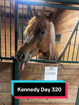 Kennedy Day 320🐴 #foalwatch 