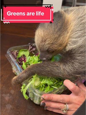 When mom lets me eat the yummy greens. One snack turned into 46 🤷‍♀️🤦‍♀️ #EllieTheSloth #SnackGreens #ILoveToEat #BabySloth #Sloth #Slothtok #Spoiled #snack #ate #snacks #exoticanimals #fl #florida #salad #greens #healthy #savage #twotoedsloth #ellie #trending #mygirl @Rob Robinson @nessa @Robert Robinson 