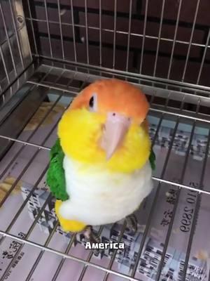 Caique #tiktok #foryou #animals #cute #caique 