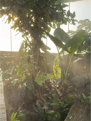 Golden hour in the greenhouse #tropicalgreenhouse #jungle #planttiktok 