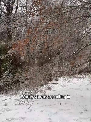 Winter storm are rolling in,we help feral cats through the cold#feralcat #coldwinter #savelife #losangeles #outdoorcat #straycat #catshelter #rescuecat 