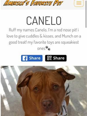 ‼️ CHECK THE COMMENTS FOR THE LINK TO VOTE‼️GO AND VOTE FOR MY DOG ON AMERICAS FAVORITE PET 🐾🗳️ #americasfavoritepet #rednosepitbull #canelo #cutepitbull #pitbullplaying #dogplaying #fyp #viral #viralvideo 