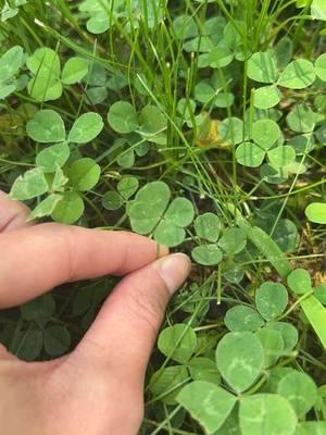 1 minute of me picking 4 leaf clovers in my yard💚🍀  #fyp #viral #viralvideo #four #asmr #ASMR #fourleafclover #fourleaf #clover #cloverlawn #clovers #luck #lucky #luckycharms #luckygirl #plants #gooutside #gooutsideandtouchgrass #grounding #asmrsounds #asmrvideo #mississippi #lol 