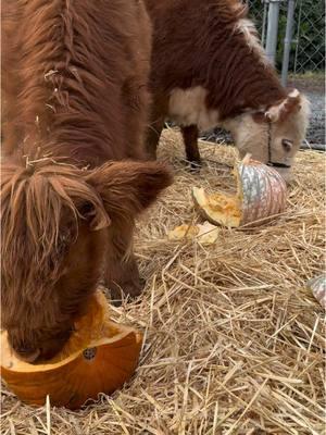 Moochelada & Heifer were on pumpkin clean up duty, after Halloween 🎃  #minicows #fuzzycows #highlandcow #herefordcattle #minifarm #smashingpumpkins #pumpkin #nowaste #farmlife #farmtok #homestead 