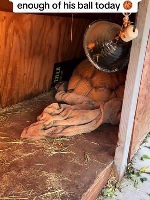 Sweet dreams 😴#africansulcata #bulldozer #aggressivetortoise #dinosaur #destructive #basketball #goodnight 