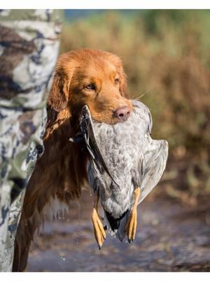 It’s a good day to have a good day.  #NovaScotiaDuckTollingRetriever #tollers #toller #birddog #CapCut 