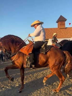 Chulada de atardecer ☀️🐴 #fyp #fypシ゚viral #2025 #caballos #atx #caballosbailadores🍀🐴🍎 #elgintx 