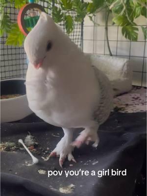 absolutely nobody: pim: 🕺🪩 #pigeon #petbird #swaggtalk 