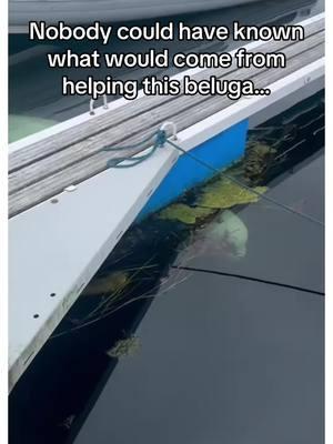 What would you do? #beluga #wholesome 