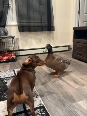 Bubbles and Milo are besties🥰  ##meetrufus##quack##babies##cuteducks##viral##funnyduck##brownduck##pets##rufus##louie##ducks##animalsoftiktok##farmlife##louieandrufus##funnyamimalsontiktok##ducksoftiktok##khakiCampbell##petduck##funny