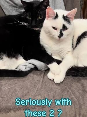 #sweetheart #lovers #BFF #besties #BestFriends #bestbuds #loveeachother #ammo #domino #catlove #lovecats #catlovers #holdinghands #holdmyhand #cats #catvideo #furkids #furbabies #😻 #cuddle #cuddling #snuggling #snuggle #kitty #kittycow #cowcat #tuxie #tuxedocat #tuxiecat #adoptdontshop #paws 