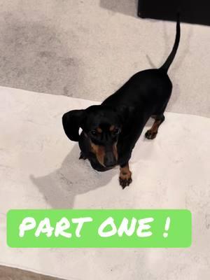 #henrythedachshund #fypシ #Laundry #Dryer #ManyDachshundTiktok