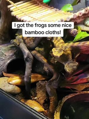 Gotta have a comfy and clean frog! #fyp #frogs #dumpyfrogs #whitestreefrogs #pets #maevethefrog #cute #animals ##funnyanimals ##cuteanimals #dumplingdepot #pets 