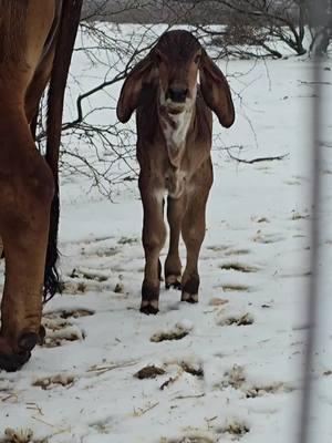 Sparkles is so sweet. She has been coming to me more and more. She is precious. Love her. #Jimmylambert #lambertsranch #ginabfly #redbrahman #redbrahmanbull #brahmanbull #polledbrahman #showcalves #Brahman #brahmancattle #trump #goodbye2024 #capcut #foruyou #forupage #for #foryoupageofficiall #foryoupage❤️❤️ #foryou 