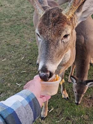 the king of the neighborhood 🙌 #nj #whitetails #bigboy #pinelands #deers 