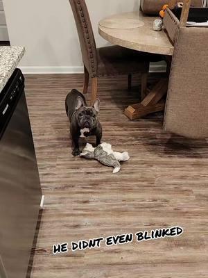 He understood the assignment 😂😭 #frenchielife #frenchietok #frenchie #frenchbulldog 