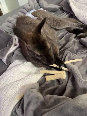 They love the new bamboo sticks! #harper #wallaby #farmlifeisthebestlife #HiddenHavenFarmsKY 