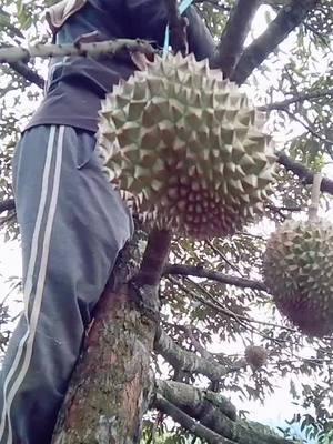 wayae panen#durian#💪💪💪