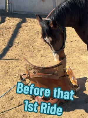 Every Young Horse Before that 1st Ride 😜😆   #mankinsperformancehorses  #howlongisthisgoingtotake #horsey #coltstarting #comedy #funny #memes #funnyvideos #fyp #fypシ #horsetraining #horsesoftiktok #tips #horsetok #funnymoments #funnyanimals #horseriding #equine #reining #cowhorse #show #western #horsemanship #cowboys #younghorse #desensitizing #colts #horsevideo #younghorses #ride #rodeo #ropingc #cuttinghorses #saddle #firstride #reinedcowhorse 