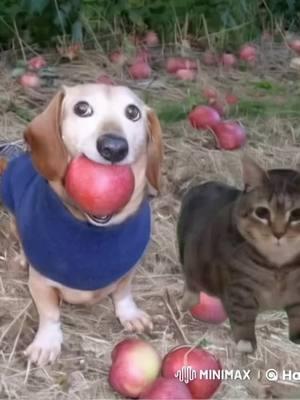 #dogapple #oiaoiacat #foryoupage❤️❤️ #oiacat #appledog 