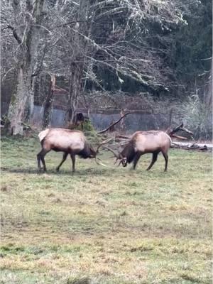 It’s always exciting to watch our bull elk practice their sparring, even outside of the rutting (breeding) season! 📹: Keeper Stephanie #bullelk #elk #antlers #nwtrek #wildlifepark 