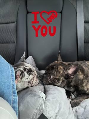 No podía dejar de dedicártela 🤭🐾🐶🐕🐩 #buster #fyp #frenchielife #perrihijo #frenchbulldog #frenchie #busteryoreo #oreomaria #Houston #picoconpico🥰 