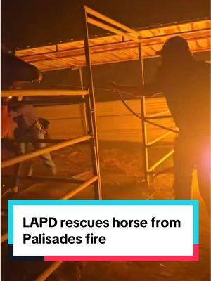 LAPD rescue horse from #Palisadesfire #StaySafeLA 