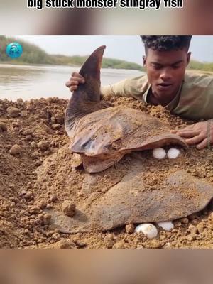 How it's possible underground eggs come out river dry place & catching big stuck monster stingray fish #fishing #video #viralvideo #foryoupagе #fypシ゚viral #fyp #fishingtricks #fishing_video #foryou #catfish #bigfish #viral #fish #fish_videos 