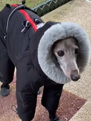 Mi pedacito de piel, como te extraño 😟😔💔🐩  #iggy #iggysoftiktok #iggys #iggysoftheworld #italian #italiangreyhound #greyhound #greyhoundsoftiktok #greyhounds #rip #iloveyou #iloveyouforever #OOTD #animal #dog #cold #coldweather #thursday #tbt #sheccidscorner 