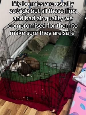 My kids are my pets too #fires2025 #viral #pet #mybunniesmatter #lovethem #son #cutebunnies #foryourpage #palisadesfire 