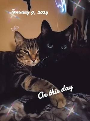 Best friends forever 💓 #fyp #catsoftiktok #beautifulcats #gorgeouscats #unconditionallove #greatvibes 