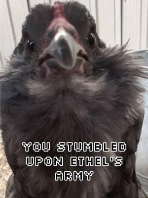 I shouldn’t be allowed to make videos after midnight. Posting this before bed to read the comments in the morning 🫡 See you soon, Ethel’s Army! - - - #ethelsarmy #ethel #etheltok #ethelthechicken #motherhood #motherhoodjourney #chicken #chickens #chickensoftiktok #fyp #cute #sad #interesting #education #educational #learn #farmanimals #farm #share #cuteanimals #broody #broodyhen #hatching #hatchingeggs #hatchday  #incubator #chickentok #share #like #comment #joke #comedy #laugh #probsbitching  