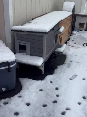 It’s the best outdoor cat shelter for cold winter#feralcat #coldwinter #savelife #losangeles #outdoorcat #straycat #catshelter #rescuecat #cathouse #heatedcathouse 