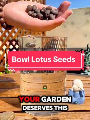 Bring Tranquility to Your Home and Garden with Lotus Seeds 🌸” #IndoorGarden #OutdoorGarden#TikTokShop