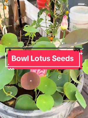 Bring Tranquility to Your Home and Garden with Lotus Seeds 🌸” #IndoorGarden #OutdoorGarden#TikTokShop