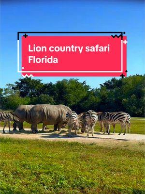 Lion country safari florida #viral_video #fvp #turismo #lion #safari #florida #peruana #viajando 