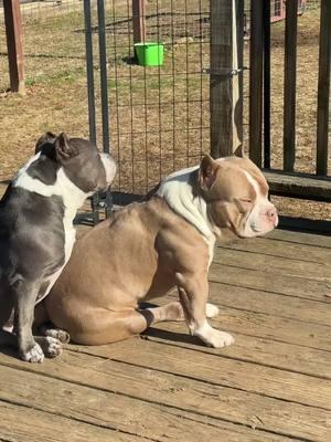 This is really how their life be like. #Fyp #trending #backporch #sunbathing #lazy #dogs #pittie 