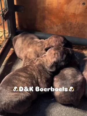 Good morning ALL~ these babies are healthy and growing seems like every minute ~D&K and OK Elite Boerboels👏🏽👏🏽👏🏽👏🏽👏🏽👏🏽🐶🐶🐶🐶🐶💪💪💪💪💪🔥🔥🔥🔥🔥🔥🔥⭐️⭐️⭐️⭐️⭐️⭐️⭐️#dandkboerboels #midamericaboerboels #boerboelpuppies #Boerboels #southafricanboerboelpuppies #southafricanboerboels #boerboelbreeders #boerboelmagazine #boerboelkennels #nfl #NBA #MLB #NHL #atl #newyork #cali #texas #hiphop #hiphopculture #country #countrymusic #blackcountry #mississippi #florida #Nevada #boston #utah #northcarolina #southcarolina #canada🇨🇦🇮🇸 