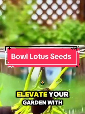 Bring Tranquility to Your Home and Garden with Lotus Seeds 🌸” #IndoorGarden #OutdoorGarden#TikTokShop