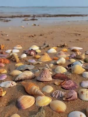 Beach days! Chilly days . Ready for summer! #seashell #pretty #aesthetic #beach #Summer #nature 