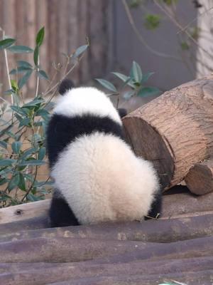 The panda doll is just out of battery and needs to be fed bottled milk or honey to charge its battery. #panda #fyp #animal #cute #giantpanda