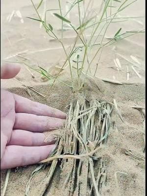 Today, turning a desert into an oasis is no longer a chore. Credit to 258258666lwz on douyin. #Desert #GreenChina #technology #Environment #sandcontrol #ChinaPath #NewLife #Creativity #Innovation #amazingChinesepeople #ChinaStory #chinafolkculture #ChineseWIsdom #ChineseCulture #chineseintangibleculturalheritage