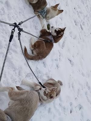 #huskysoftiktok #huskylife #huskypuppy #snowdogs #mypack #LifeIsGood #thankgodforeverything 